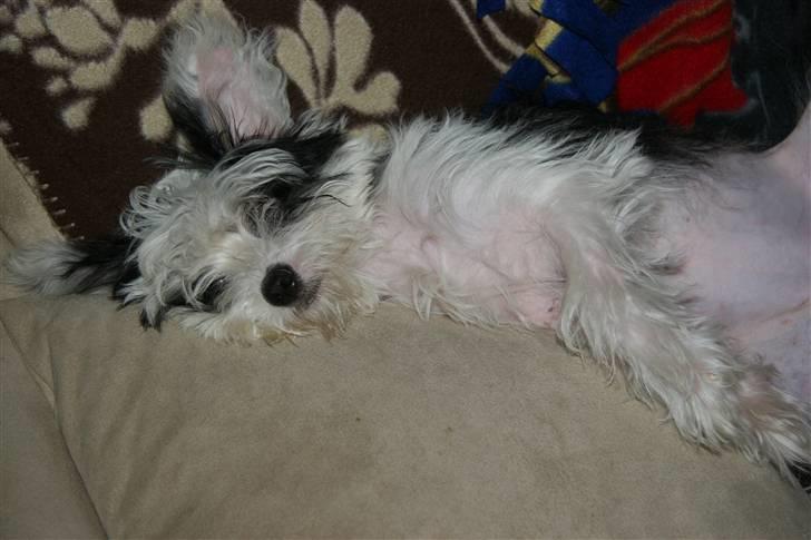 Chinese crested powder puff mini billede 18