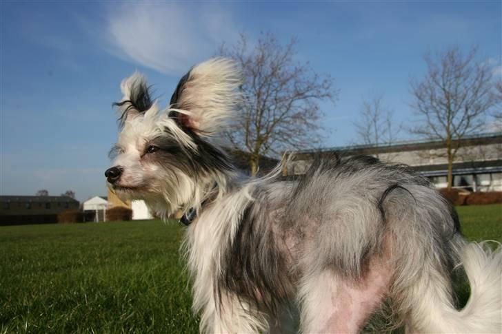 Chinese crested powder puff mini billede 9