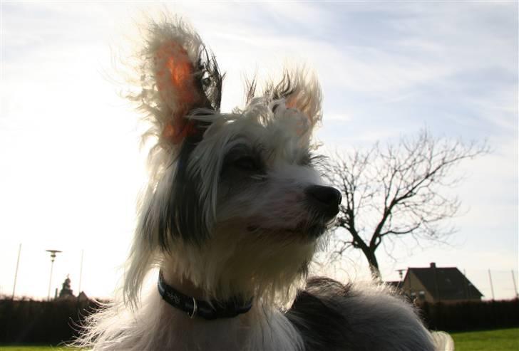 Chinese crested powder puff mini billede 10