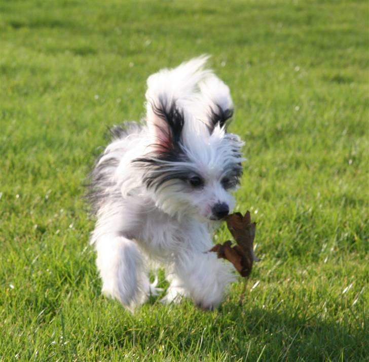 Chinese crested powder puff mini billede 5