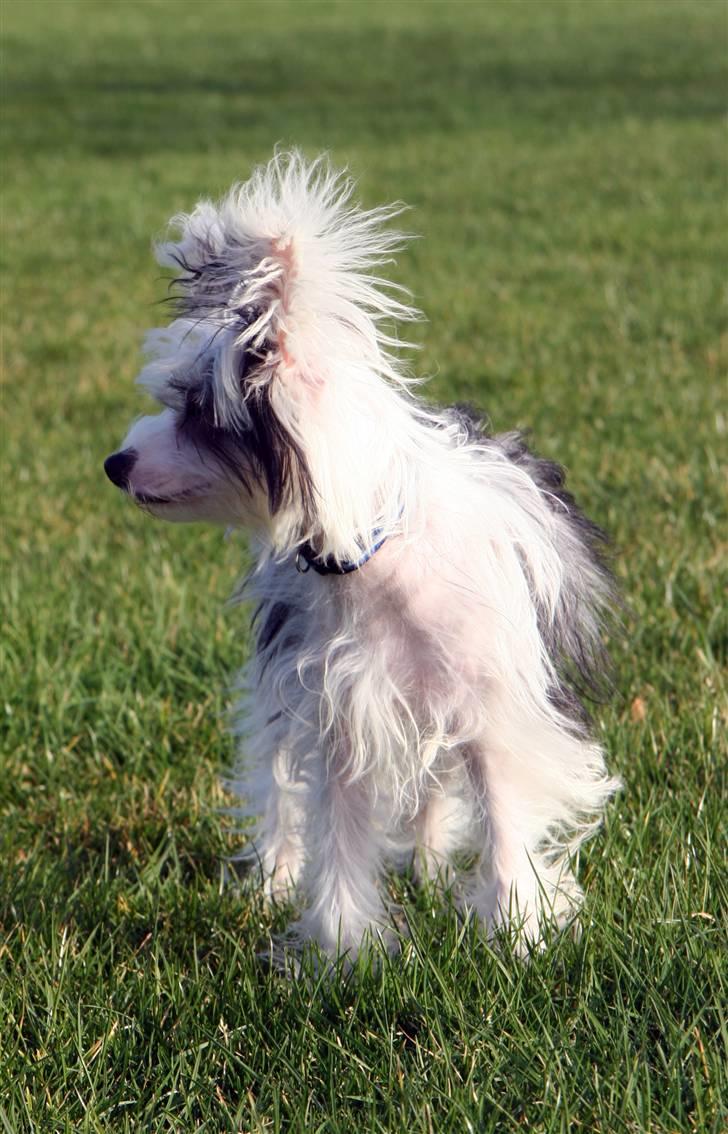 Chinese crested powder puff mini billede 6