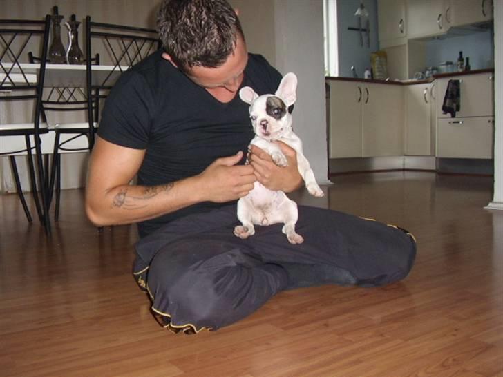 Fransk bulldog Holly billede 15