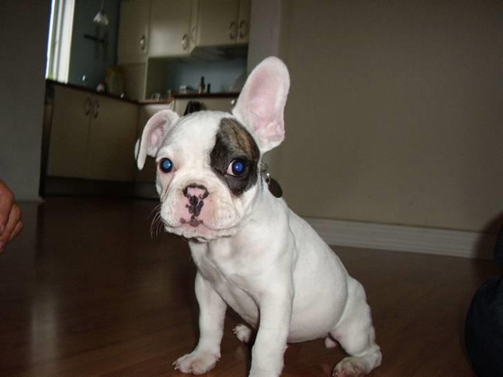 Fransk bulldog Holly billede 18