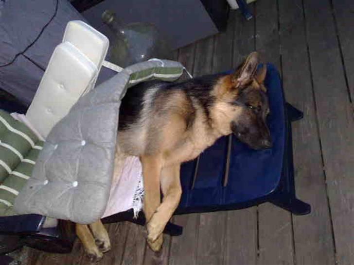 Schæferhund Chiko - Sådan finder man Chiko når dagen har været lidt for hård :p billede 8