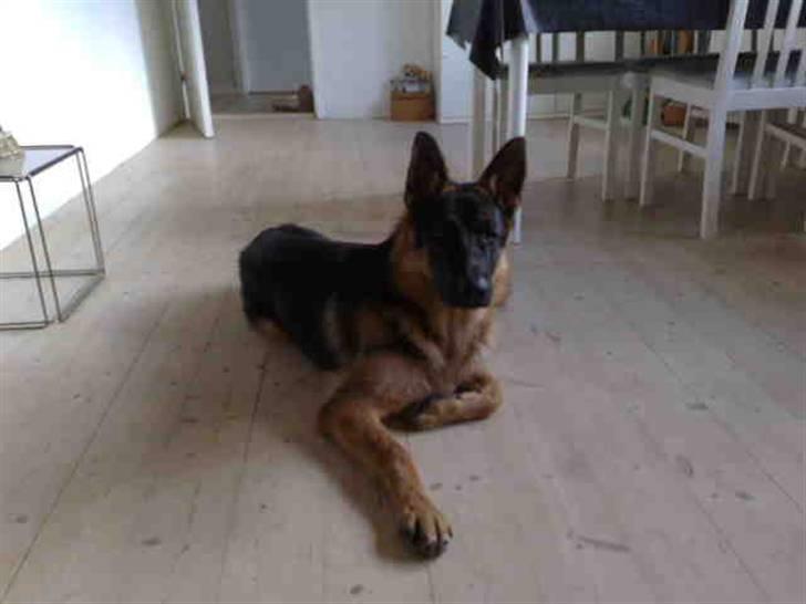 Schæferhund Chiko billede 9