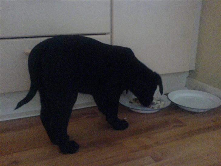 Labrador retriever Mille billede 3