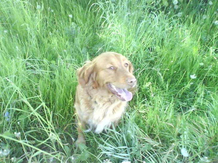 Nova scotia duck tolling retriever Tasia  - smil til fotografen billede 20