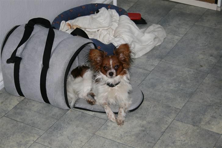 Papillon Felix 2007 billede 14