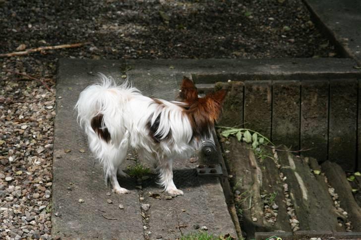 Papillon Felix 2007 billede 15