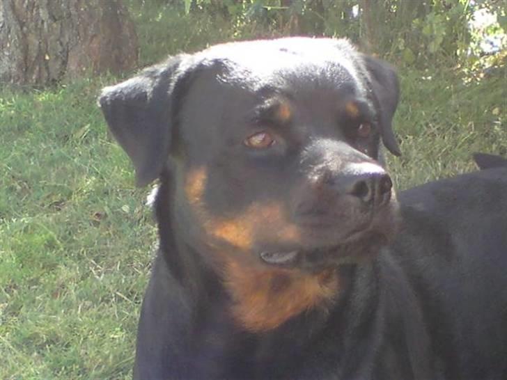 Rottweiler Aya - Hjemme i haven billede 1