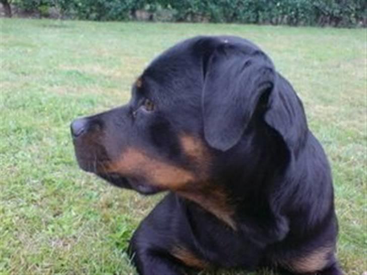 Rottweiler Aya - Aya holder øje med alt... vil ikke gå glip af noget som helst billede 2