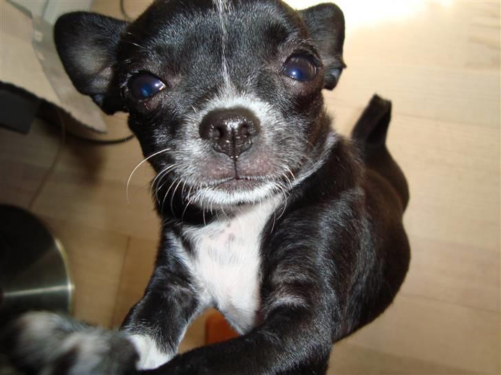 Chihuahua Molly - Hej med dig... smid lige en bedømmelse til mig.. billede 7