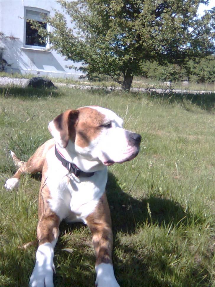 Amerikansk bulldog Freja billede 1