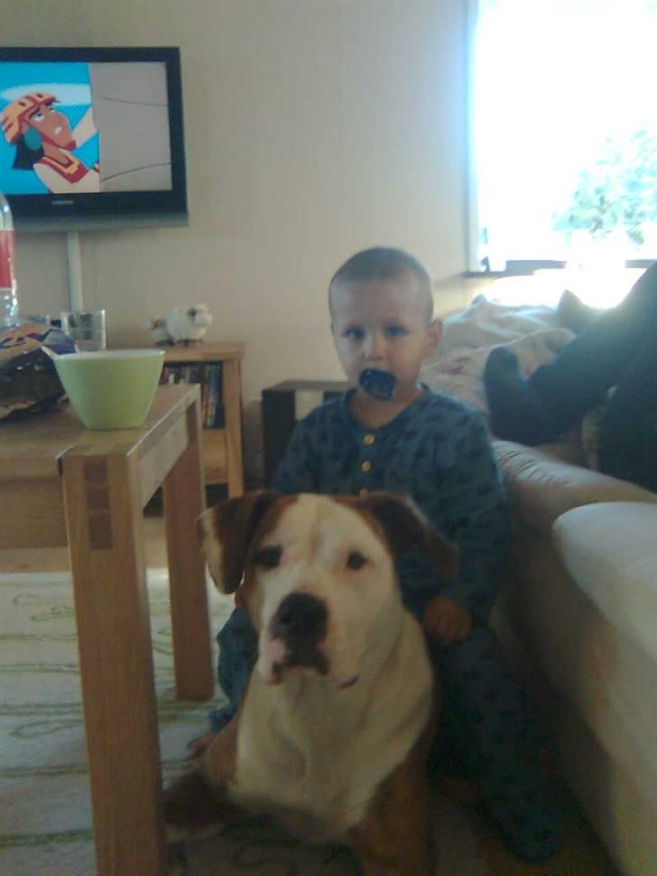 Amerikansk bulldog Freja billede 2