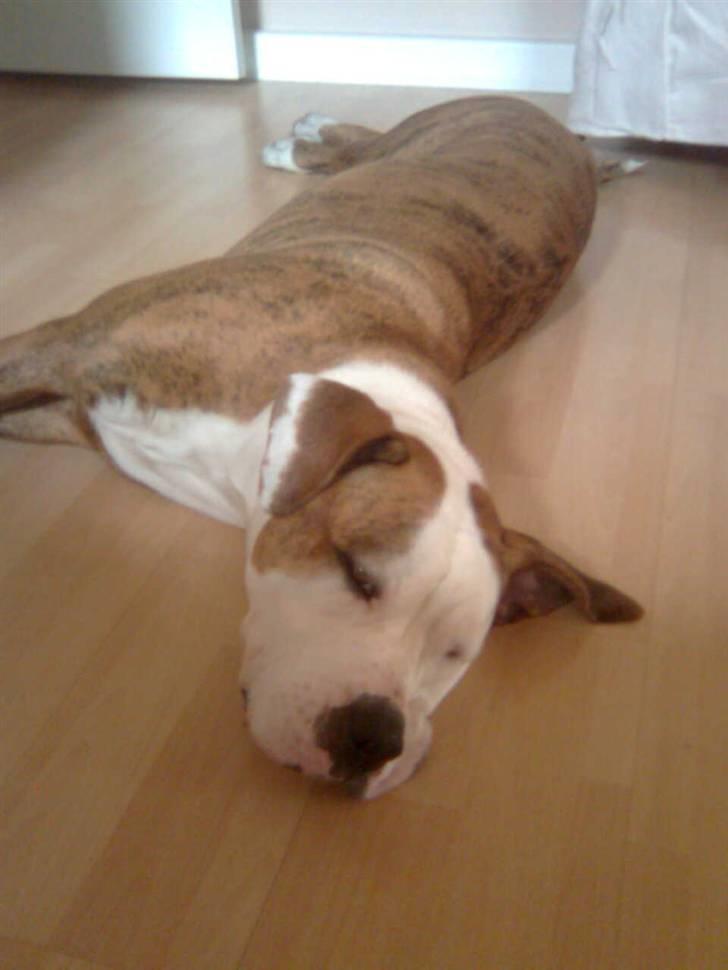 Amerikansk bulldog Freja billede 3