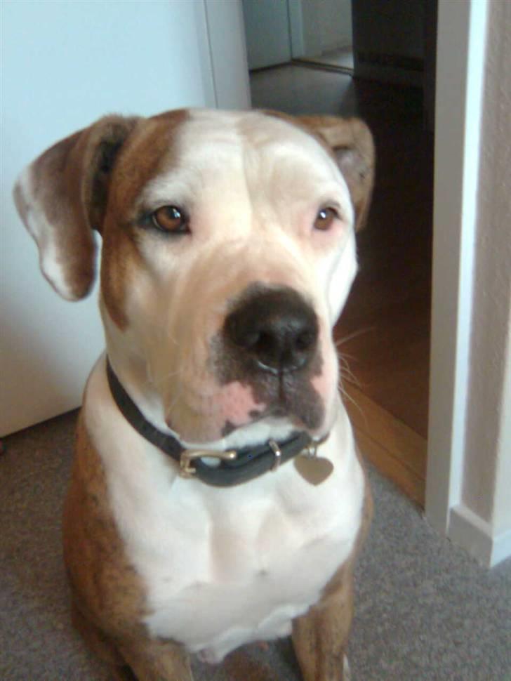 Amerikansk bulldog Freja billede 4