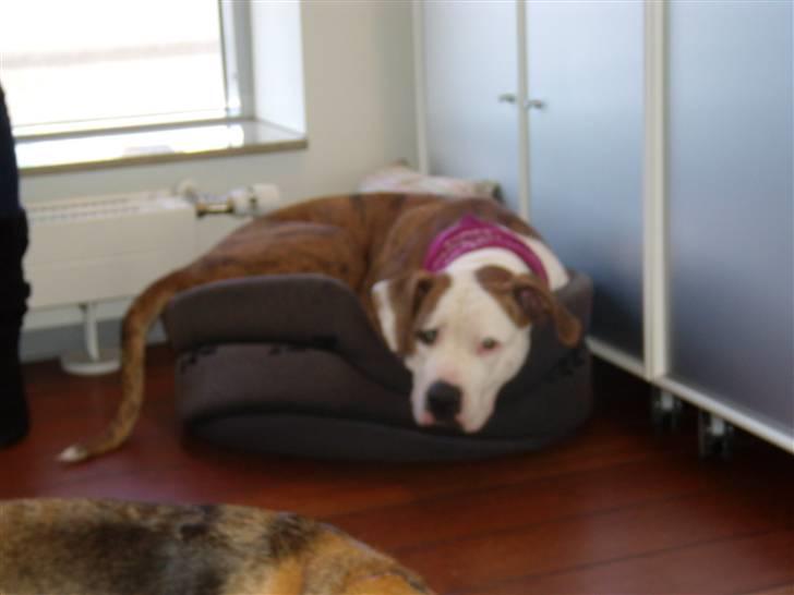 Amerikansk bulldog Freja billede 5