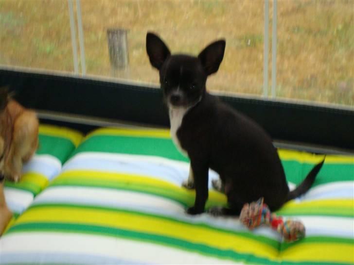 Chihuahua Molly - Så fik jeg det tilbage igen..  billede 8