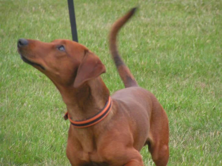 Blanding af racer Eddi  - så træner vi lydighed billede 4