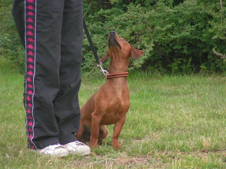 Blanding af racer Eddi  - dyb koncentration billede 5