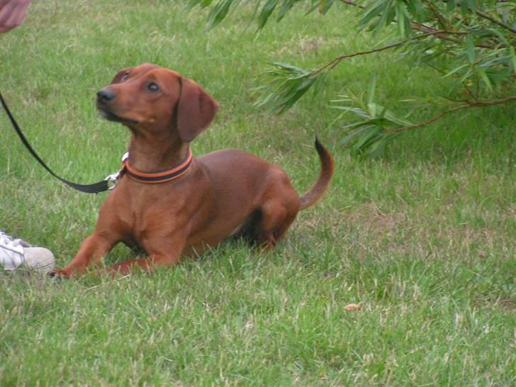 Blanding af racer Eddi  - mener du ikk rulll mor.. for det er jeg bare bedst til  billede 6