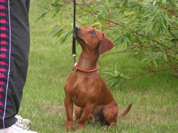 Blanding af racer Eddi  - er jeg ikk bare lækker?? billede 7