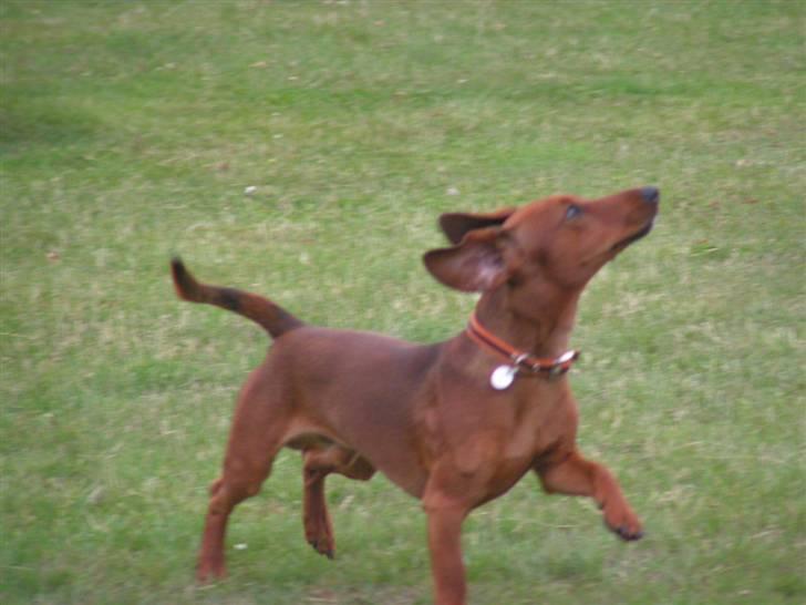 Blanding af racer Eddi  - og uden snor kan jeg også godt hehe næsten hihi billede 8