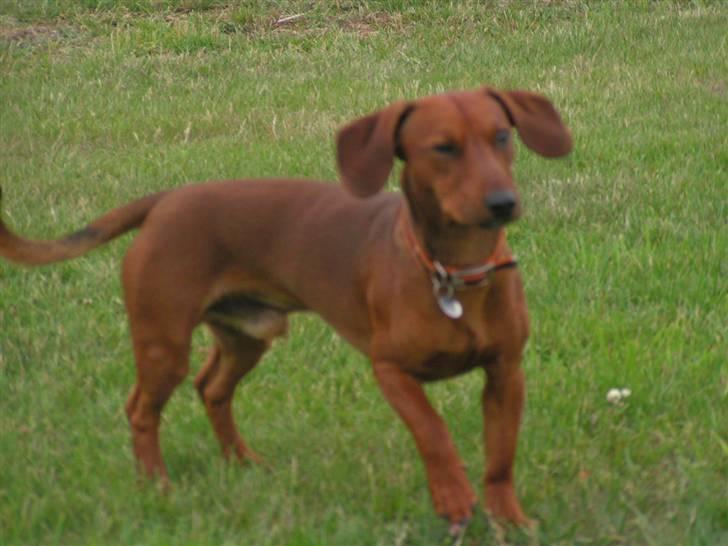 Blanding af racer Eddi  - hov nu siger hun stå.... billede 9