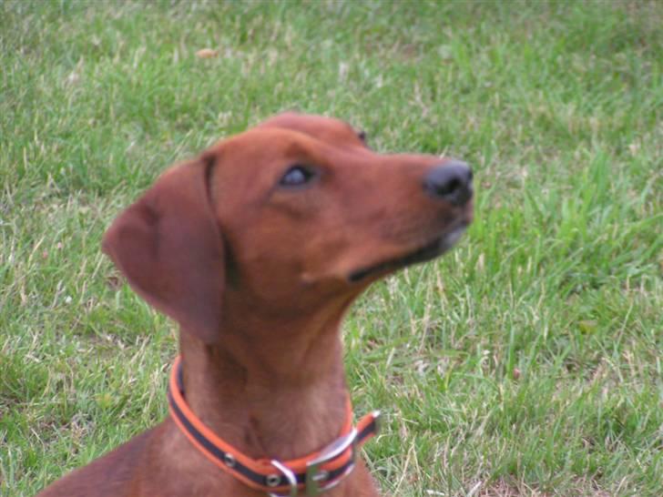 Blanding af racer Eddi  - spagetijoo´s smukke andsigt billede 10