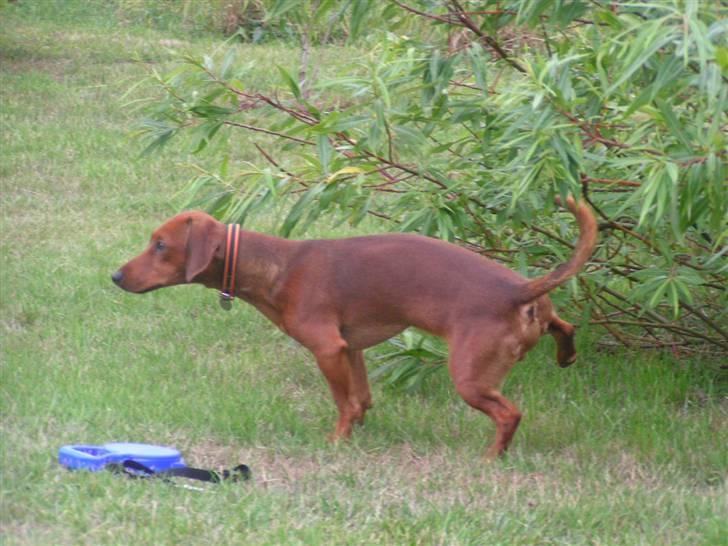 Blanding af racer Eddi  - når man skal så skal man.. også selv om man træner hårdt billede 11