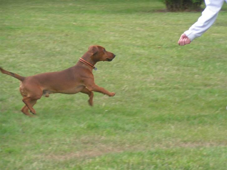 Blanding af racer Eddi  - indkald... JAAA nu kommer jeg mor billede 12