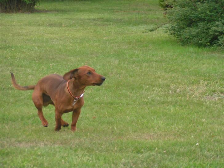 Blanding af racer Eddi  - weee total ræser hund hehe billede 13