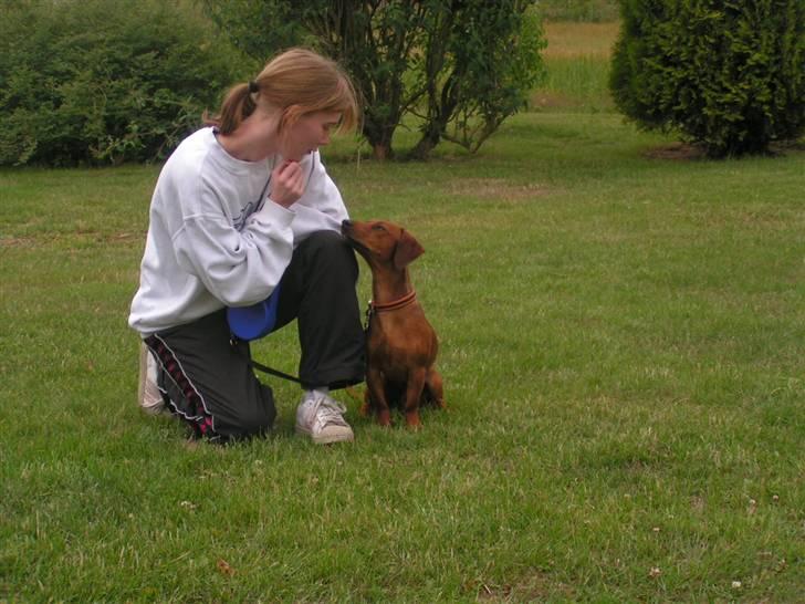 Blanding af racer Eddi  - jo jo god kontakt billede 17