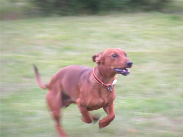 Blanding af racer Eddi  - fuld fart.. hujj hejjj hvor det går billede 18