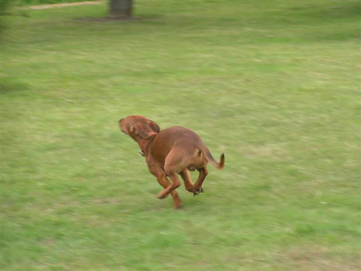 Blanding af racer Eddi  - farvel og tak for denne gang... jeg skal vidre  billede 19