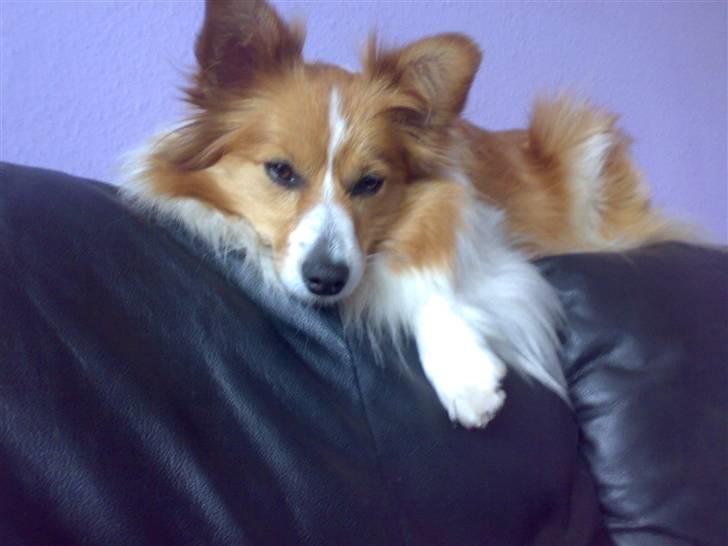 Blanding af racer Lady billede 15