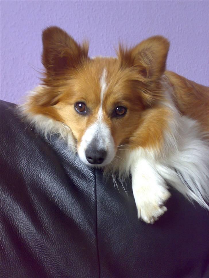 Blanding af racer Lady billede 16