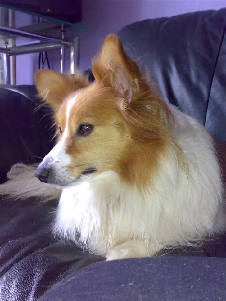 Blanding af racer Lady billede 17