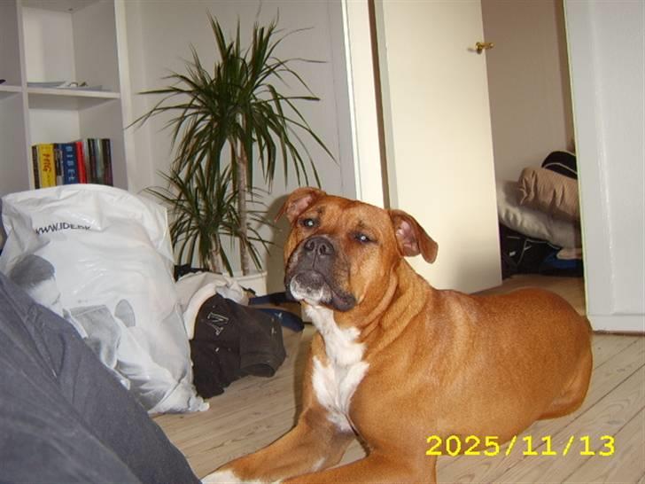 Amerikansk staffordshire terrier Pilgrim - Se lige løven. billede 4