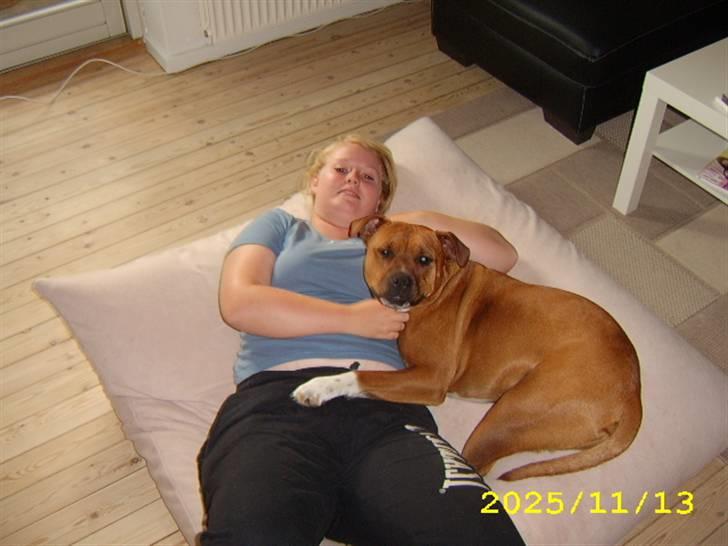 Amerikansk staffordshire terrier Pilgrim - Dejlig blødt. billede 5