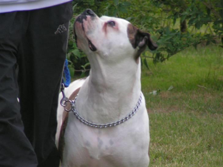 Amerikansk bulldog Margrethelund´s Tøsen - lydigheds træning billede 2