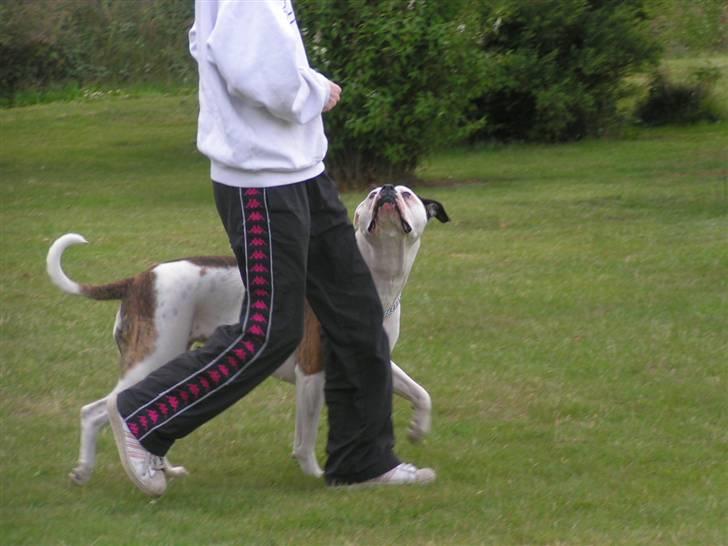 Amerikansk bulldog Margrethelund´s Tøsen - ja det er ikke til at se, at for bare et halvt år siden var dette umuligt billede 3