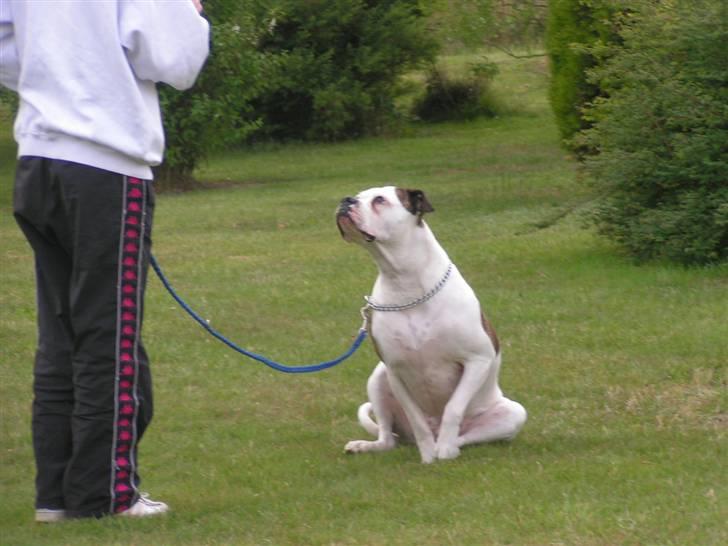 Amerikansk bulldog Margrethelund´s Tøsen - hehe sider som en gris.. jeg ved det  billede 4
