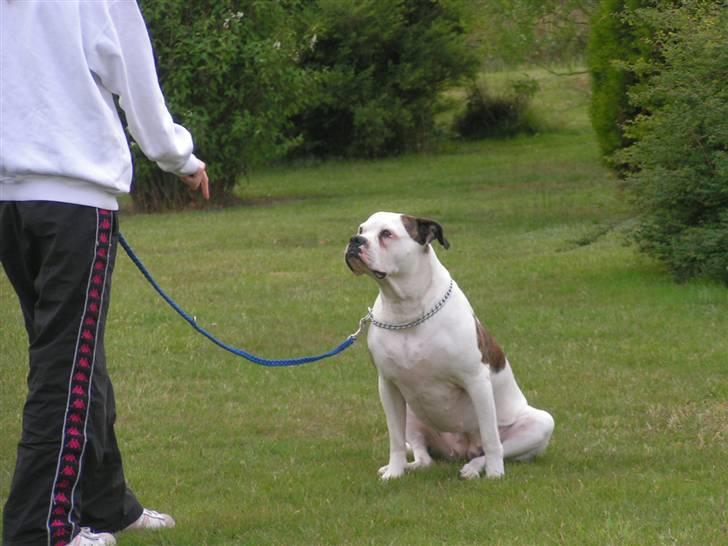 Amerikansk bulldog Margrethelund´s Tøsen - og hvorfor jeg sider sådan ved kun jeg hehe min charme billede 5