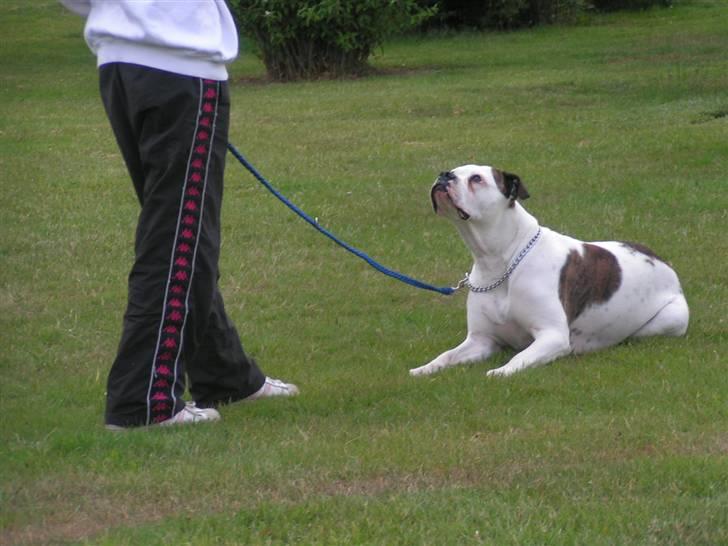 Amerikansk bulldog Margrethelund´s Tøsen - har kun øjne for dig mor.... billede 6