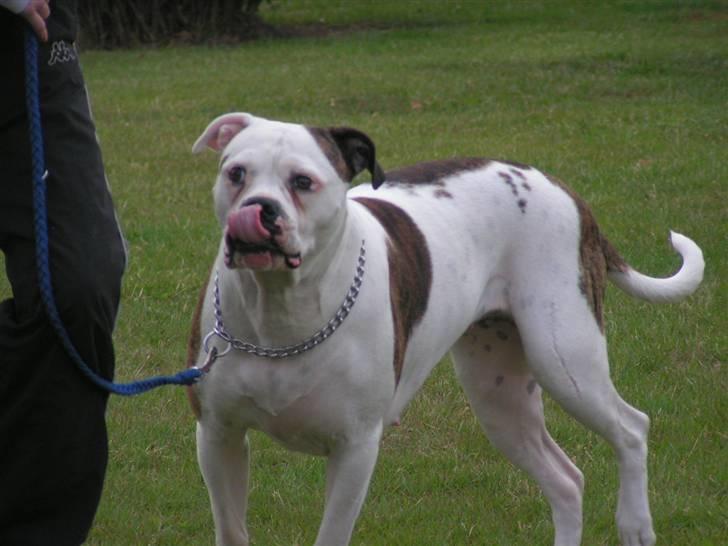 Amerikansk bulldog Margrethelund´s Tøsen - her ser man tydeligt buffys ar. billede 7