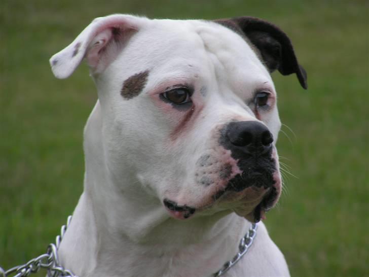 Amerikansk bulldog Margrethelund´s Tøsen - smukke pige billede 8