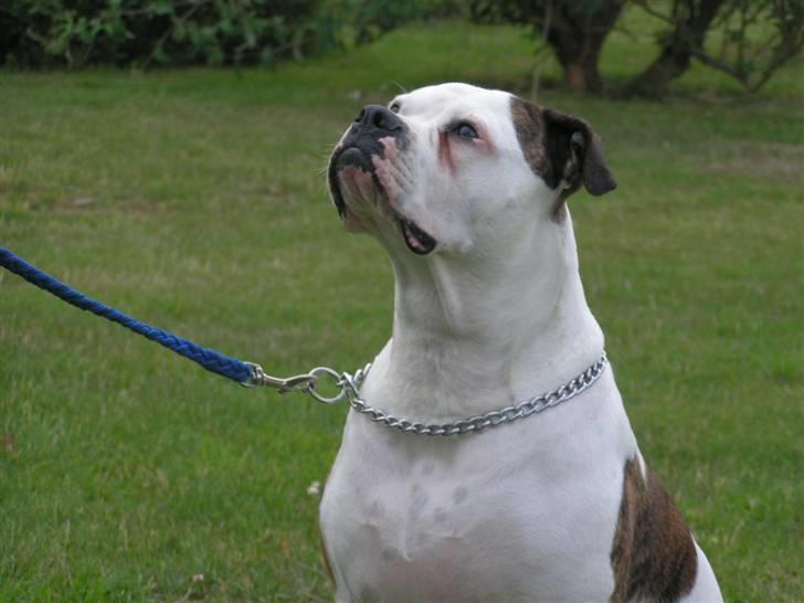 Amerikansk bulldog Margrethelund´s Tøsen - så fin.... billede 9