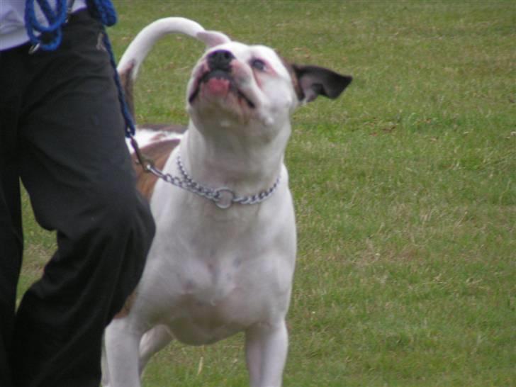 Amerikansk bulldog Margrethelund´s Tøsen - uhaa det er jo hårdt at skulle løbe sådan rundt billede 10