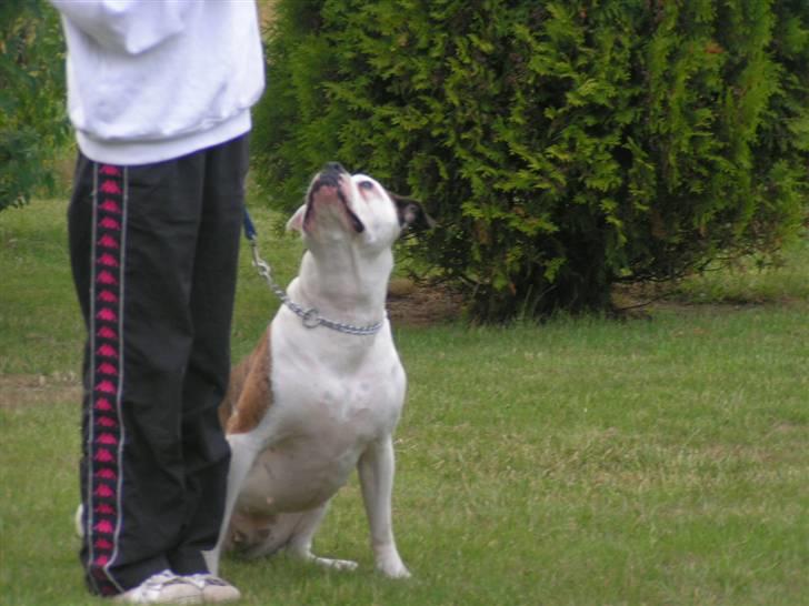 Amerikansk bulldog Margrethelund´s Tøsen - og stop på plads jo jo ka bare det der billede 11
